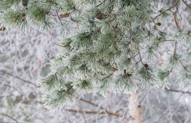 В Санкт-Петербурге сохранится холодная погода