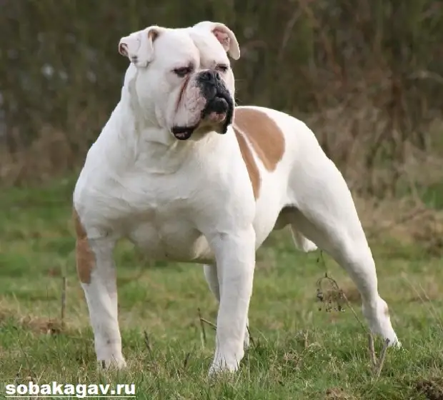 Американский бульдог собака. Описание, особенности, уход и цена американского бульдога
