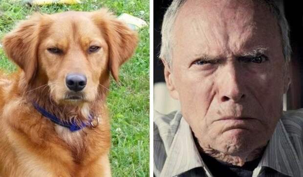 собаки похожие на людей, собаки которые ведут себя как люди 