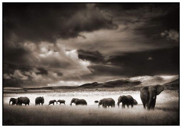 фотографии африки. Nick Brandt