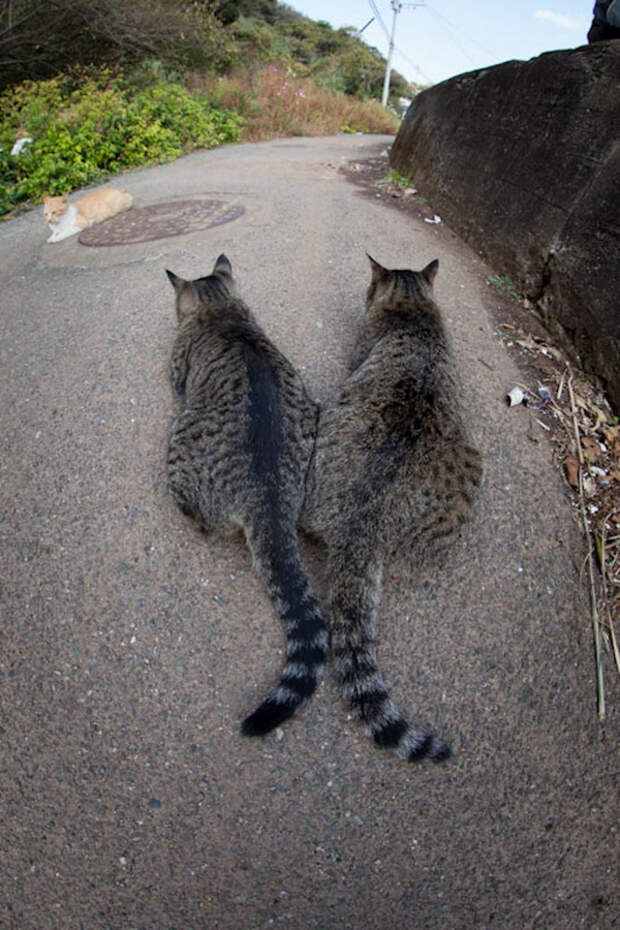 Кошачий рай на японском острове