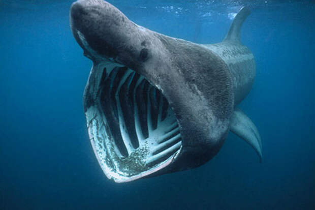 На спутниковых фотографиях разглядели следы гигантской акулы