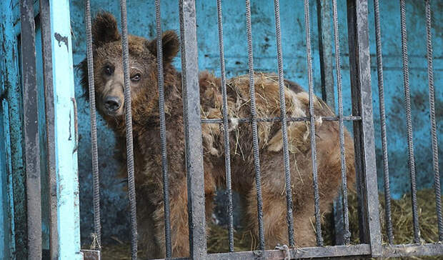 Несмотря на то, что медведи жили при ресторане, кормили их нерегулярно.