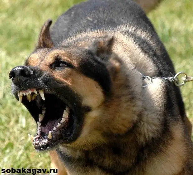 Немецкая овчарка собака. Описание, особенности, уход и цена немецкой овчарки