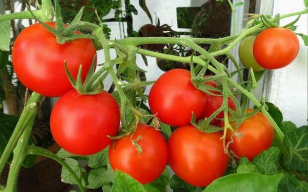 Чем отличается детерминантный томат от индетерминантного