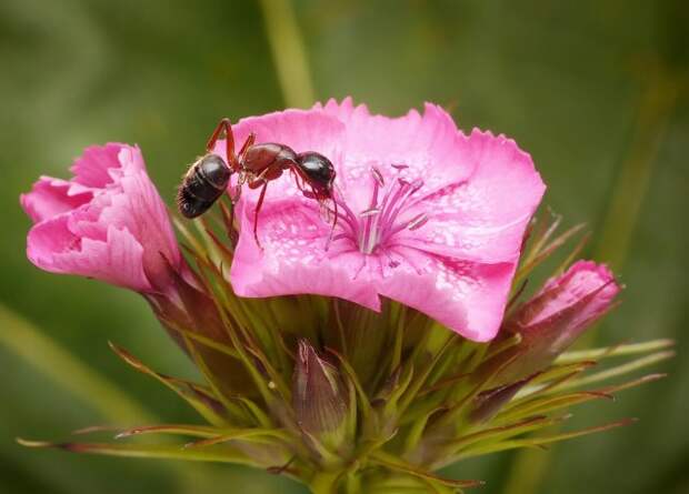 муравей ест цветок