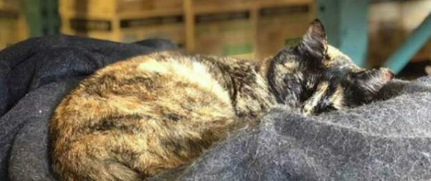 Кому помешала кошка в пожарной части? анонимка, животные, закон есть закон, конфликт, котам нельзя, кошка, пожарная часть, санитария и гигиена