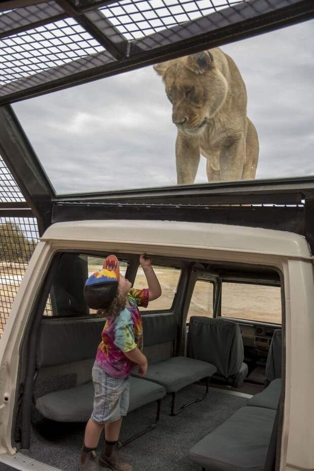 В австралийском зоопарке появился новый аттракцион, позволяющий посетителям побыть среди львов австралия, аттракцион, в мире, животные, львы, люди, парк, экстрим