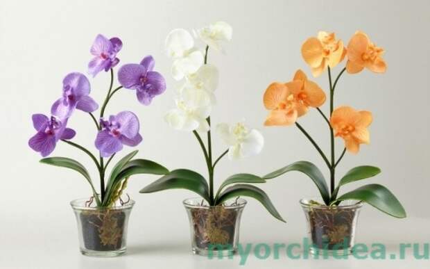 Как правильно поливать орхидею, чтобы она цвела
