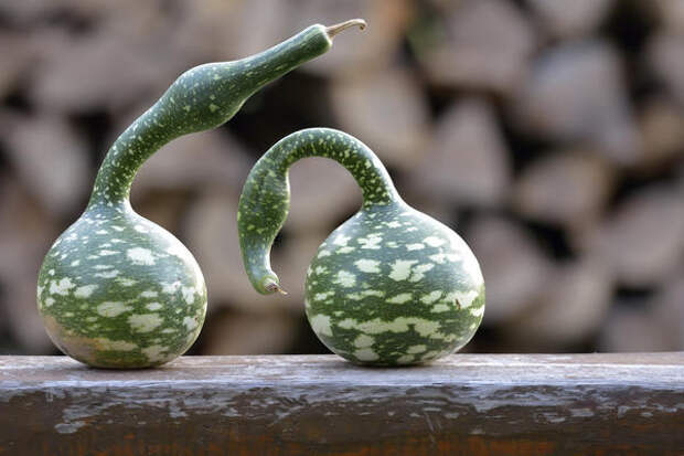 Лагенария, сорт Кобра