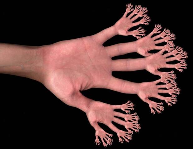 Почему у человека пять пальцев ?