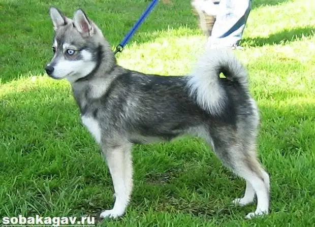Аляскинский кли кай собака. Описание, особенности, уход и цена аляскинского кли кая