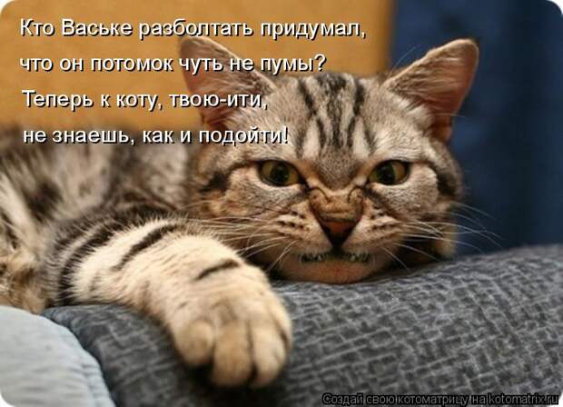 Котоматрица: Кто Ваське разболтать придумал, что он потомок чуть не пумы? Теперь к коту, твою-ити,  не знаешь, как и подойти!