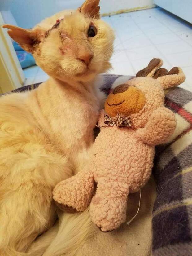 больной кот с игрушкой