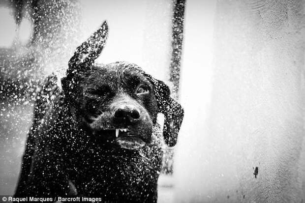 Raquel Marques, Бразилия: пес отряхивается после купания животные, конкурс, фото, юмор