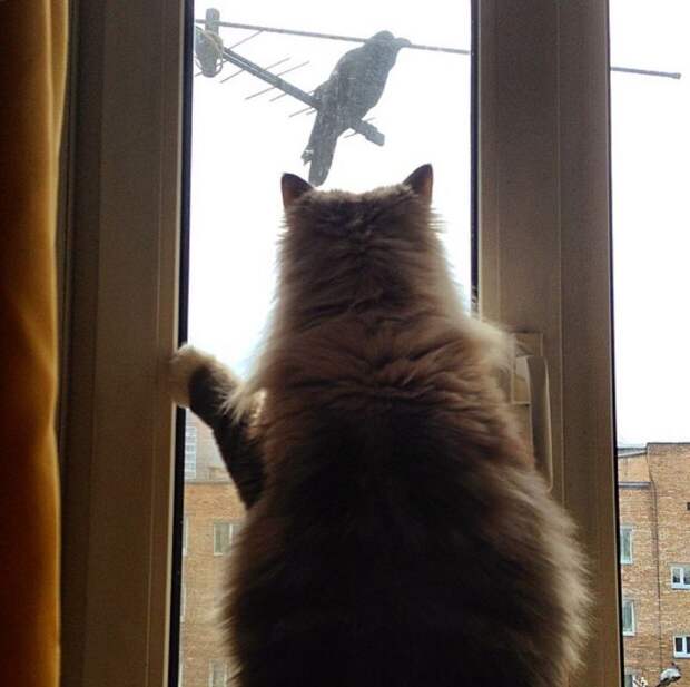 Забавные животные