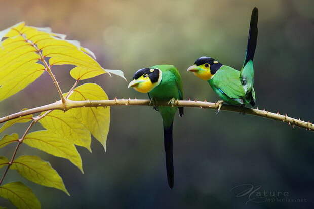 Сказочные птицы в фотографиях Sompob Sasismit