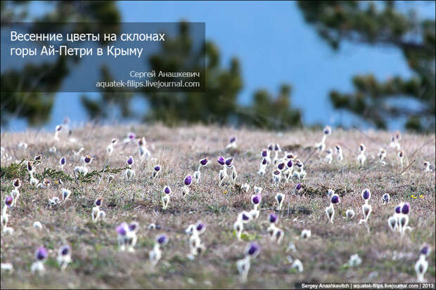 Как цветут Крымские горы...
