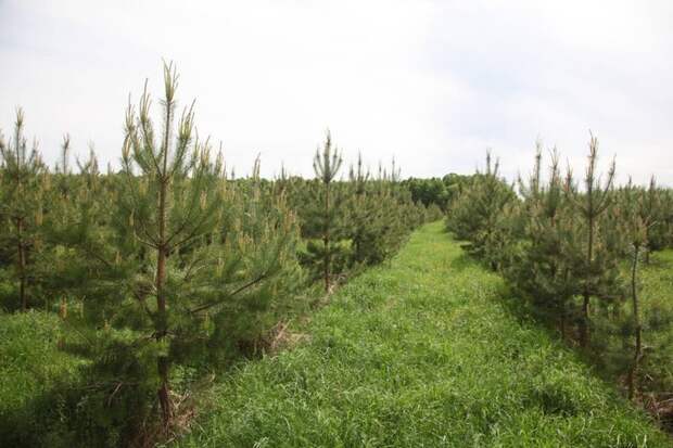 В Татарстане высадили 20 млн деревьев в весенний сезон Хорошие, добрые, новости, россия, фоторепортаж