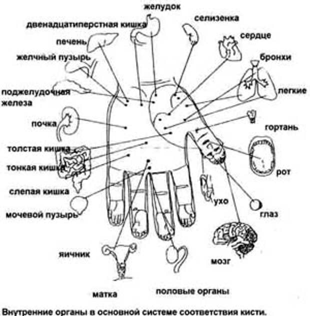 Су джок схема точек