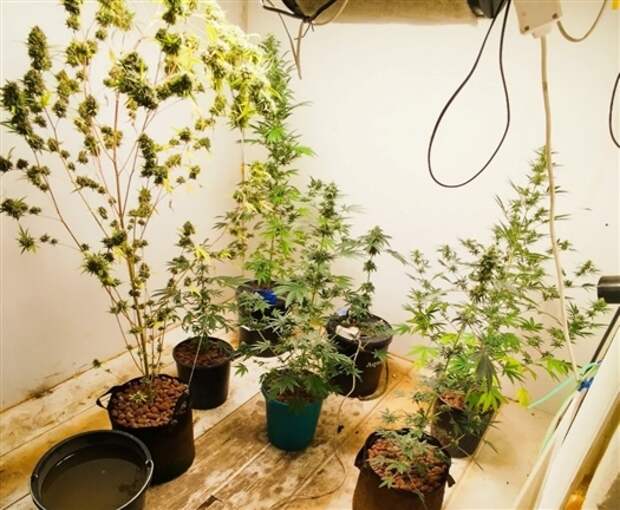 В Самарской области садовод выращивал на своей земле наркотические растения