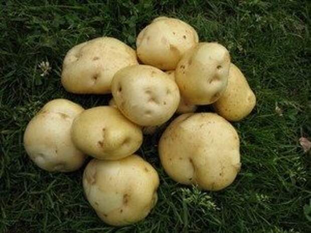 самые урожайные сорта картофеля для Подмосковья