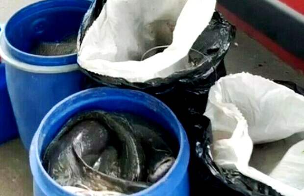 Остановленный астраханской полицией водитель заявил, что почти полтонны рыбы в машине собирался съесть сам