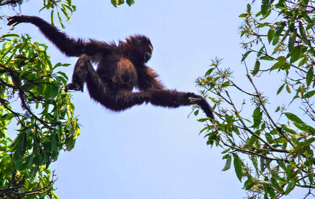 Гиббон — это разумная обезьяна. Места обитания, образ жизни и нрав гиббона