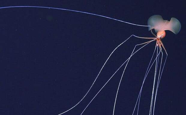 Ученые показали существо, которое живет на глубине 6000 метров под водой