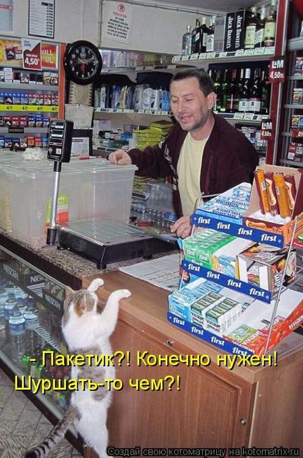 Лучшие котоматрицы недели (50 фото)