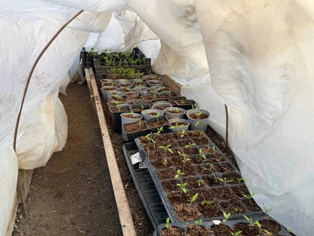 Две ложки на дно лунки заставляют томаты и огурцы расти как на дрожжах: секрет сибирского огорода