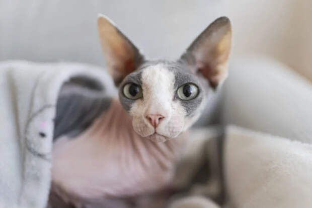 Кошка ест собачий корм? Это не просто вредно, а опасно: объясняем на языке физиологии