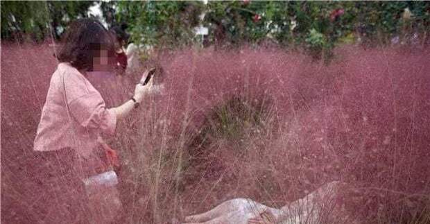 Туристы вытоптали красивое розовое поле, которое выращивали 3 года, в поисках места для селфи