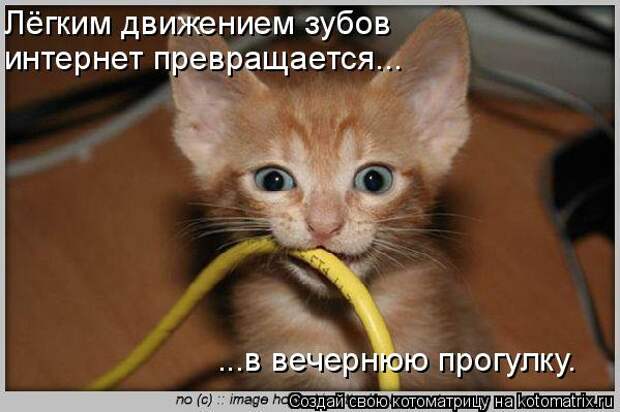 Котоматрица: Лёгким движением зубов интернет превращается... ...в вечернюю прогулку.