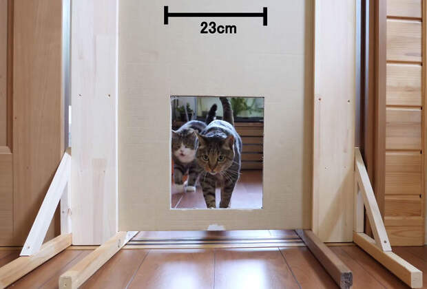 Смешной и интересный эксперимент: через насколько узкую щель протиснется кошка?