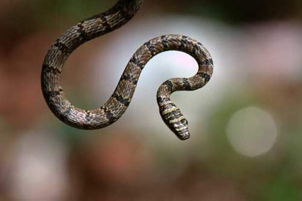 Украшенные древесные змеи — виды, характеристика, фото и видео