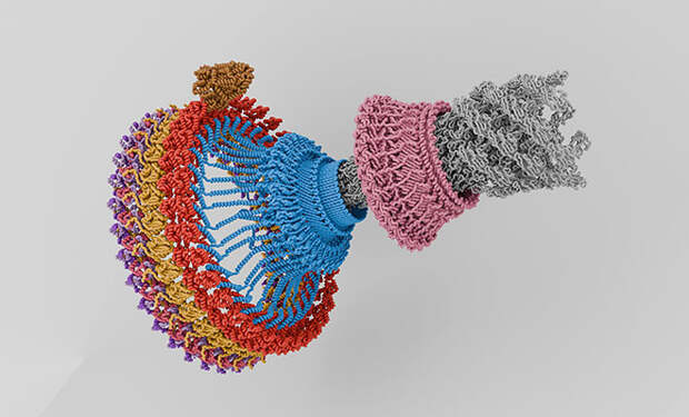 Бактерии передвигаются с помощью двигателя. Он работает лучше, чем маховик автомобиля