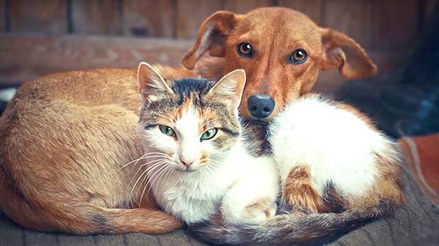 Ученые рассказали, когда кошки и собаки заговорят с человеком