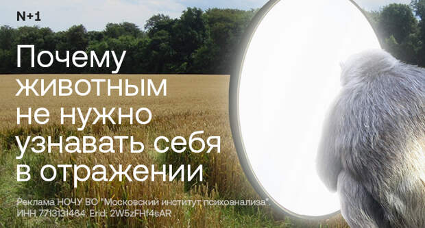 Боковая походка крабов появилась около 200 миллионов лет назад