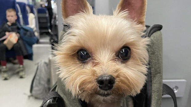 Морские свинки, рыбки и хорьки путешествовали в электричках ОЖД 479 тысяч раз в 2025 году