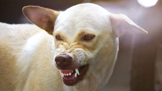 Кинолог Голубев пояснил действия при встрече с бездомной агрессивной собакой