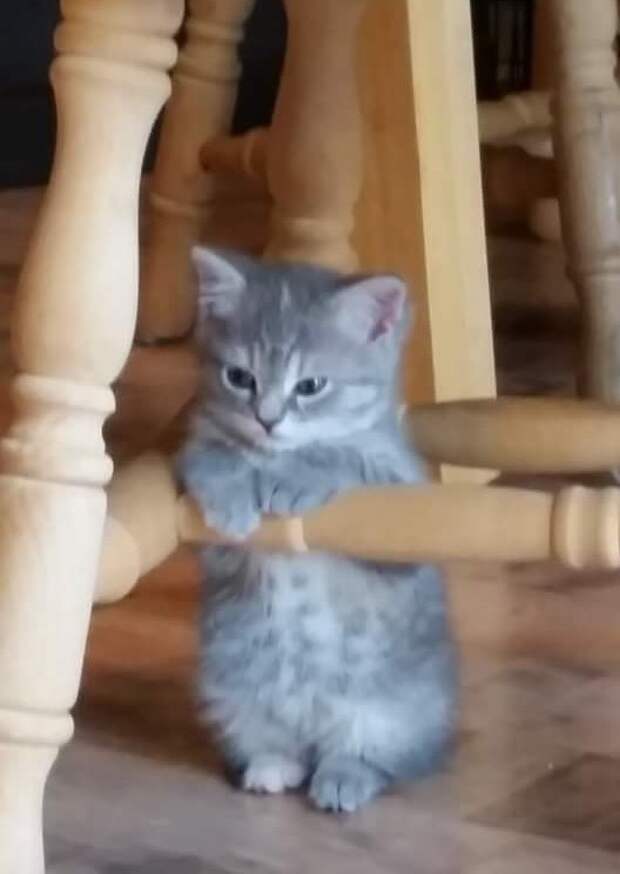 Без кота и жизнь не та