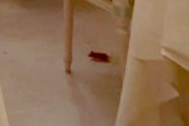 Грызун напугал гостей элитного отеля Великобритании и попал на видео