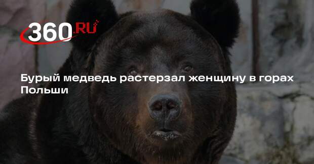 Бурый медведь растерзал женщину в горах Польши