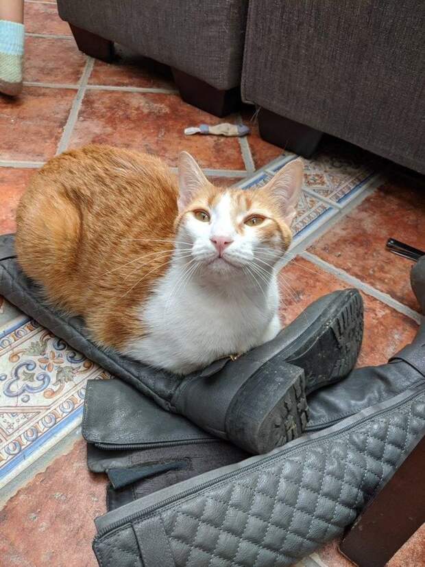 Смешными фото кошек которые понимают, что такое карантин