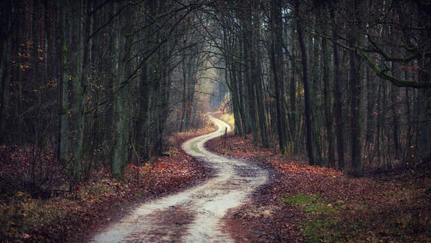 Forest Road by Mateusz Majewski on 500px.com