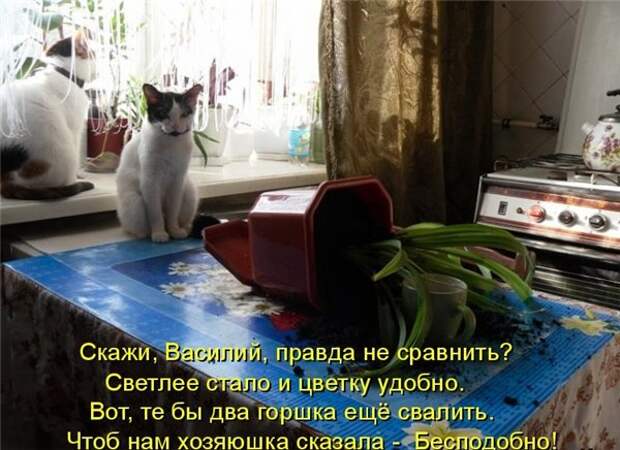 Прикольные и смешные зверушки # 9 (16.05.16)