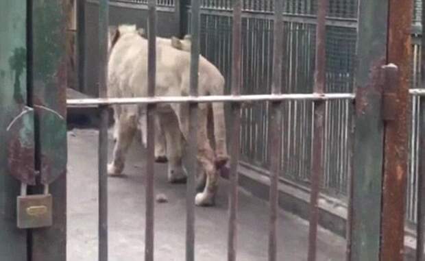 Голодный лев в китайском зоопарке отгрыз собственный хвост Тайюань, Шаньси, животное, зоопарк, китай, лев, отгрызенный хвост, травма животного