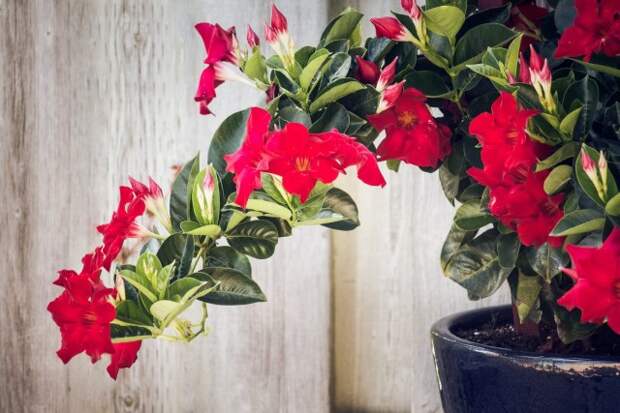 Адениум (Adenium) Адениум (Adenium)