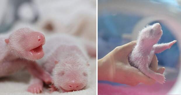 Одна панда хорошо, а две лучше: первый взгляд на новорожденных медвежат-близнецов из Китая животные, милота, панды